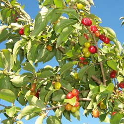 Cornus mas